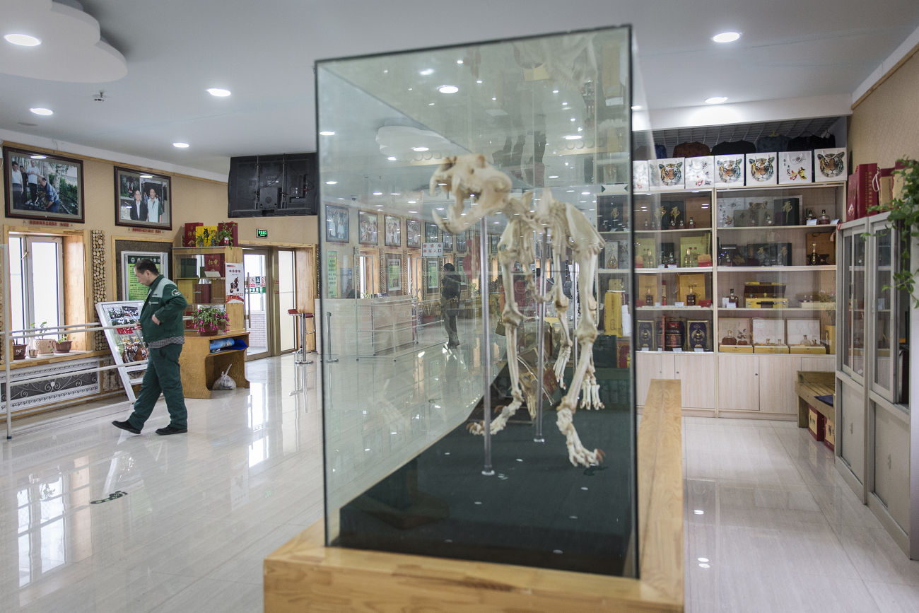 Tiger skeleton displayed at gift shop